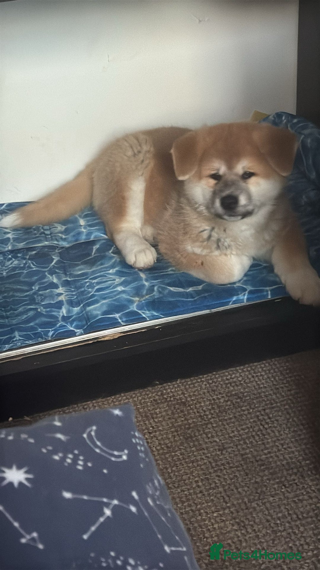 Akita dogs for sale: Akita puppy - Advert 2