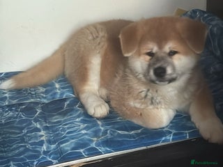 Akita dogs Akita puppy - Advert 5