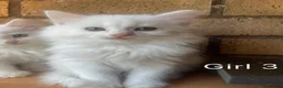 Turkish Angora cats for sale: Kittens available for loving homes - Advert 23