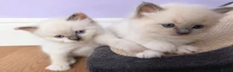 Ragdoll cats for sale: Registered ragdoll kittens by grand champion in Scunthorpe - Advert 16