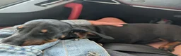 Mixed Breed dogs for sale: Dash x cocker - Advert 4