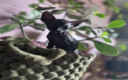 Sphynx cats for sale: Sphynx kittens  - Image 1