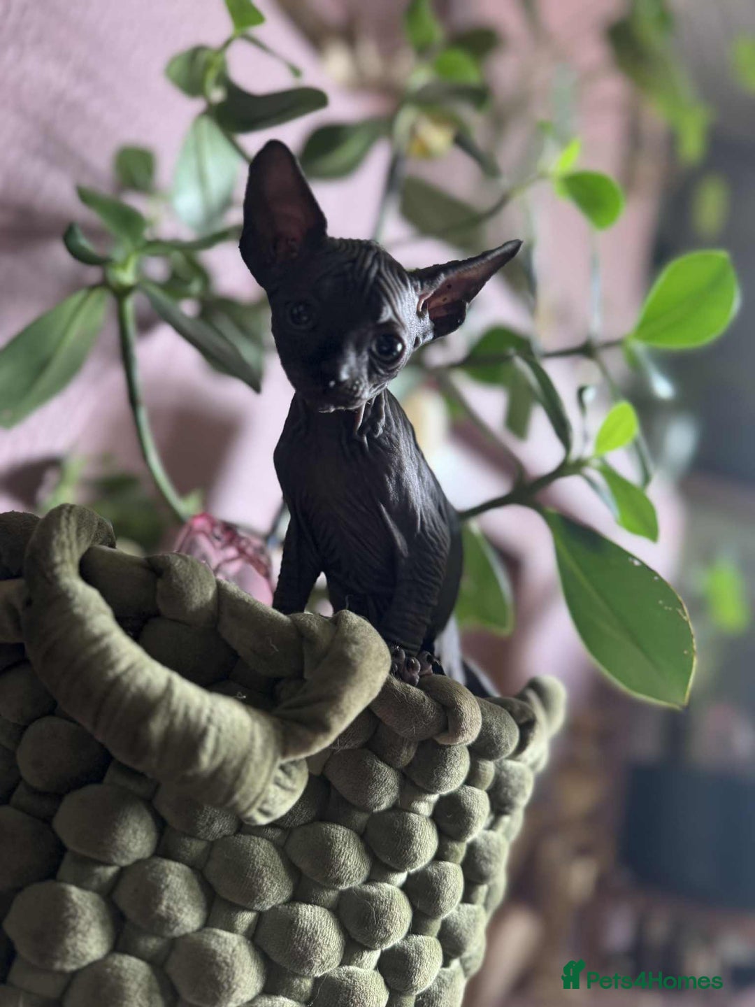 Sphynx cats for sale: Sphynx kittens  - Image 1