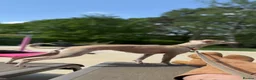 Italian Greyhound dogs for sale: All now taken 🫶 5 Beautiful Iggy Pups - Advert 15