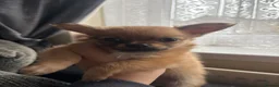 Pomchi dogs for sale: Pomchi Puppies - Advert 39