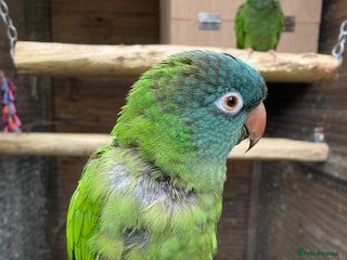 Conures birds - Advert 17