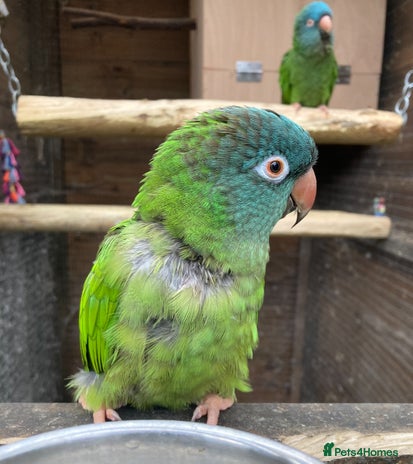 Conures birds - Advert 7