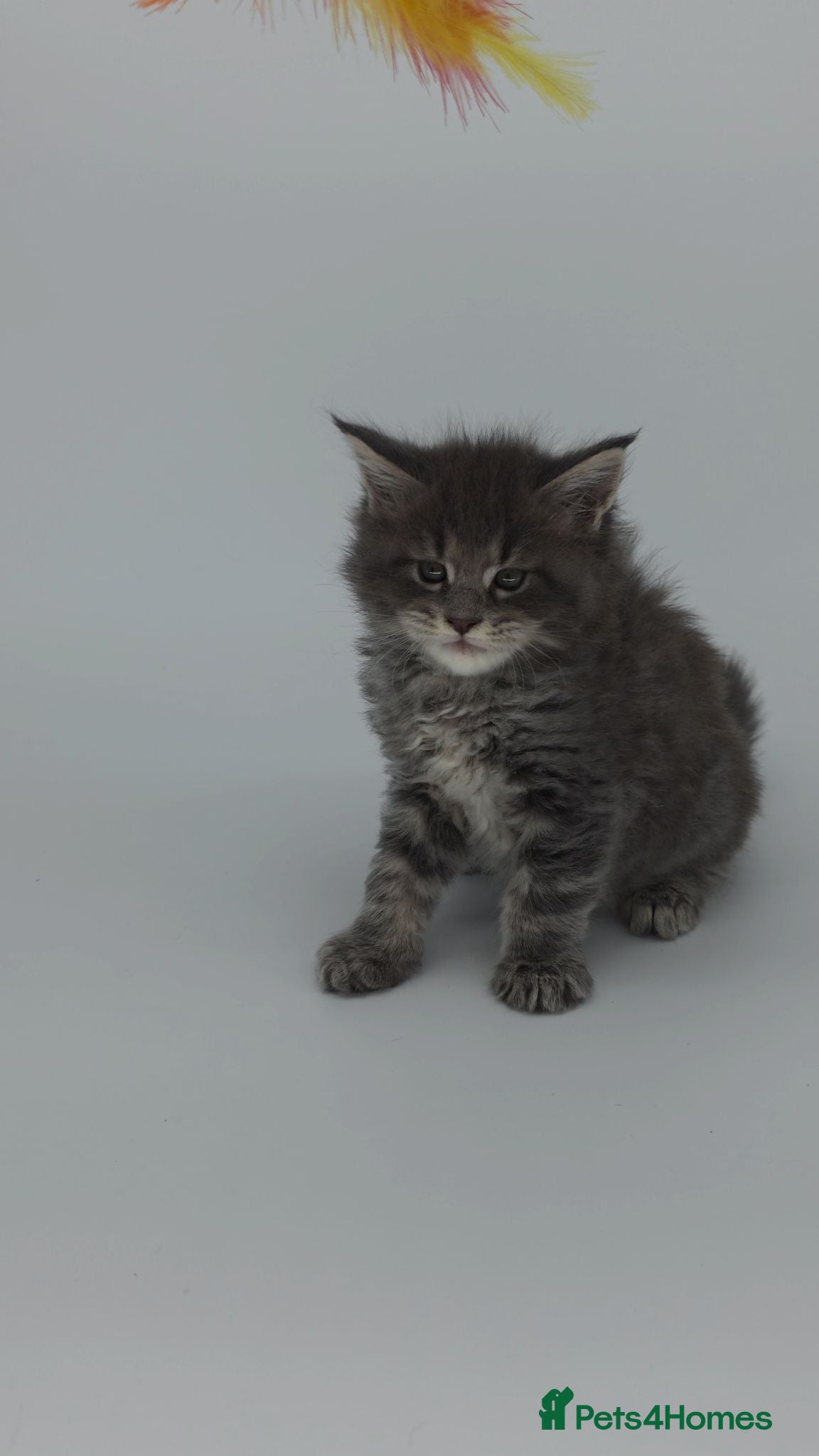 Maine Coon cats Tica beautiful big Maine Coons boys  - Advert 5
