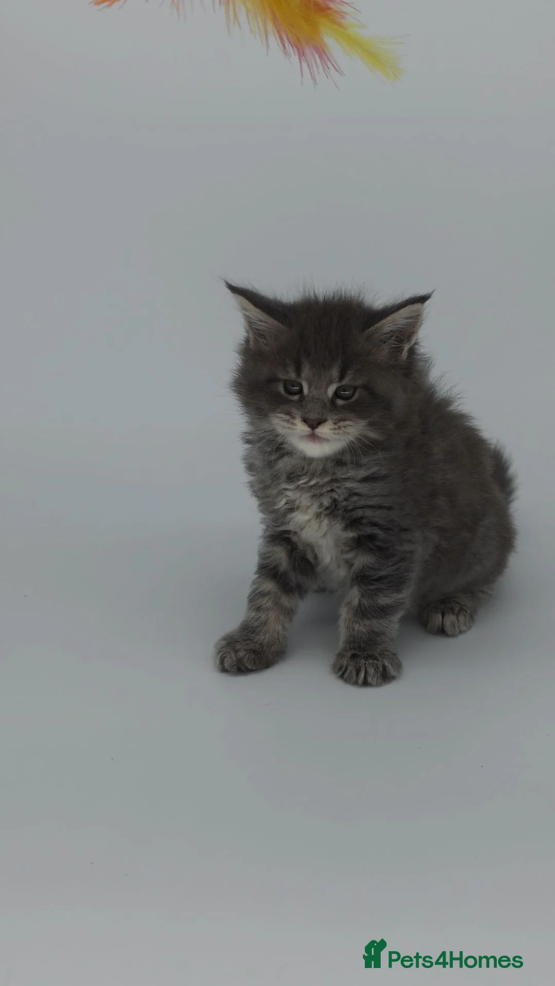 Maine Coon cats for sale: Tica beautiful big Maine Coons boys  - Advert 1