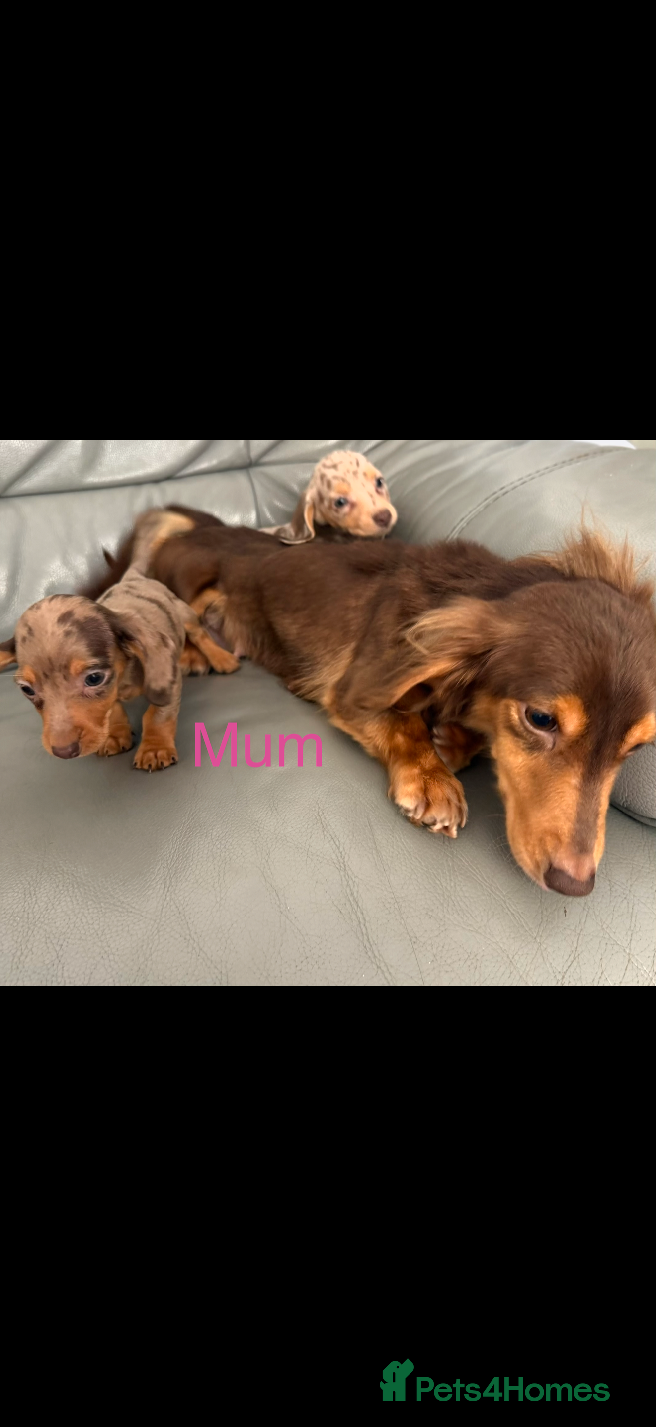 Miniature Dachshund dogs Miniature dachshund  - Advert 2