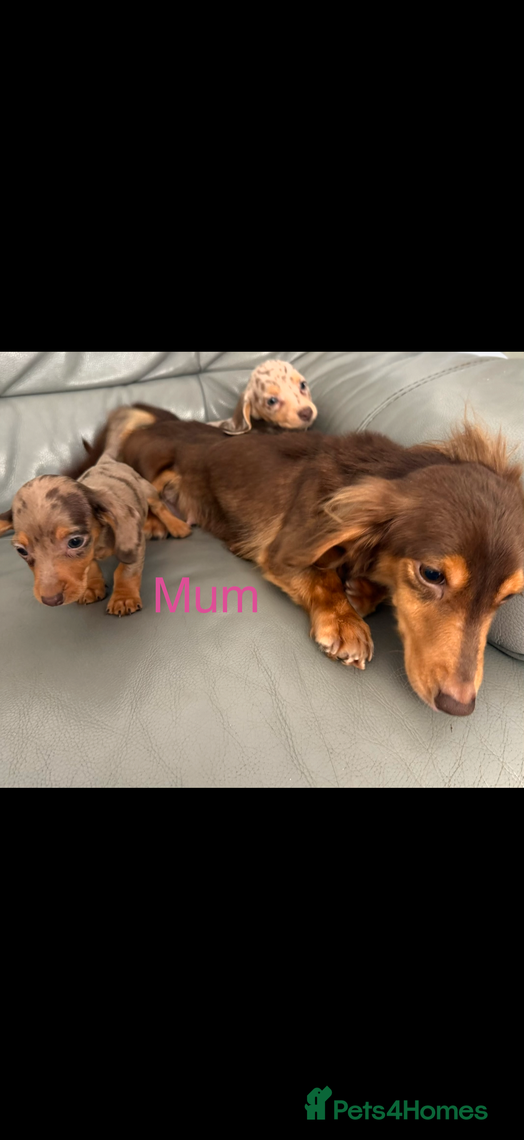 Miniature Dachshund dogs for sale: Miniature dachshund  - Advert 1