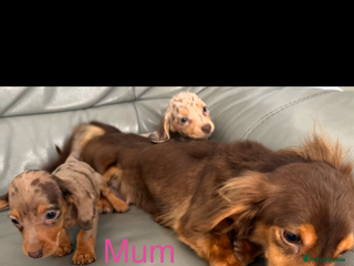 Miniature Dachshund dogs Miniature dachshund - Advert 7