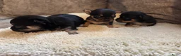 Chihuahua dogs for sale: Chihuahua puppy’s  - Advert 14