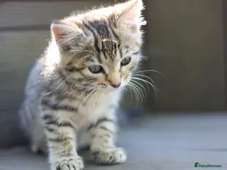 Mixed Breed cats Happy Healthy Tabby Kittens - Advert 1