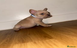 French Bulldog dogs for sale: BLUE & CREAM/TAN Isabella/pink carrying. - Image 36