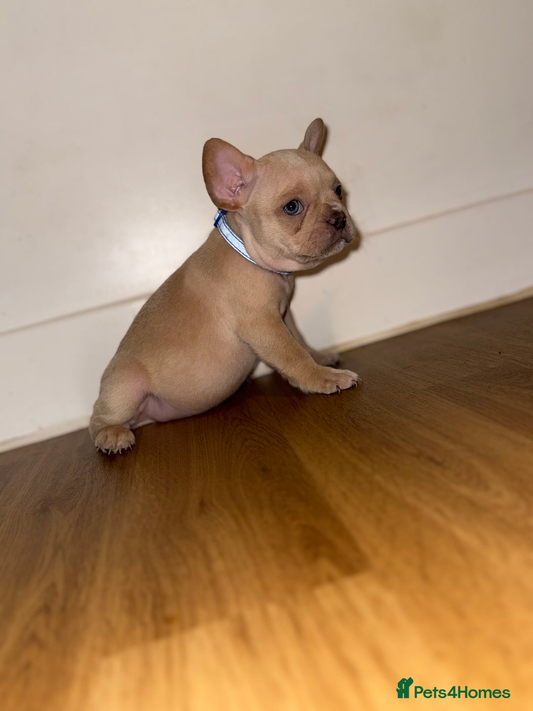 French Bulldog dogs for sale: BLUE & CREAM/TAN Isabella/pink carrying. - Image 36