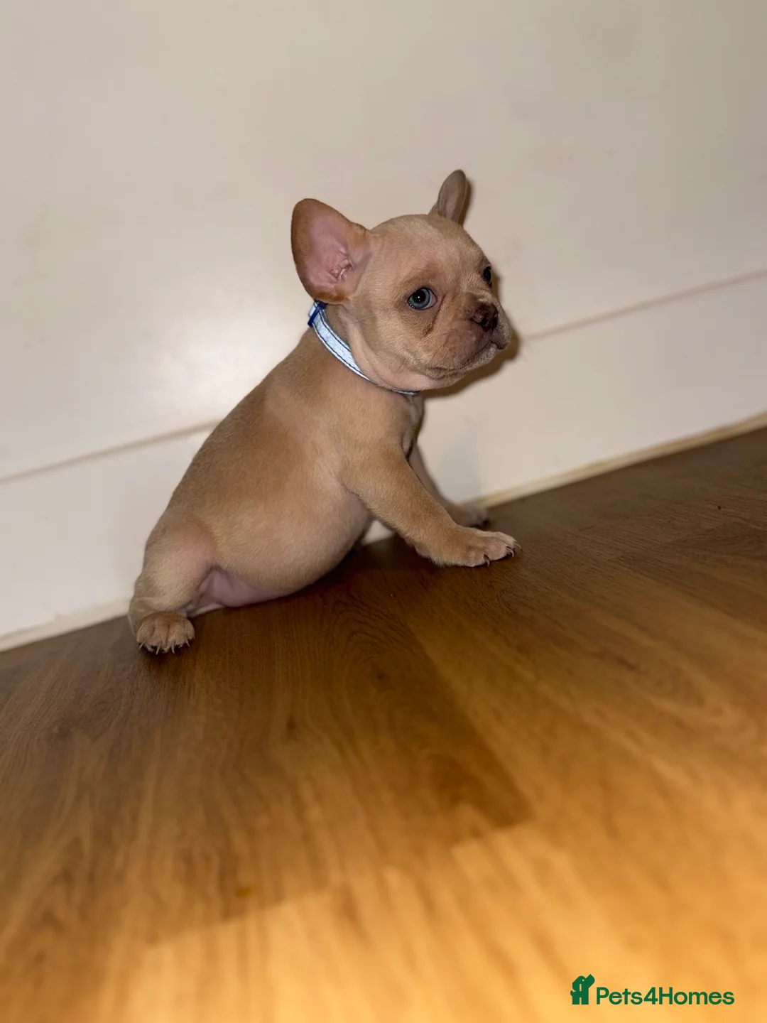 French Bulldog dogs for sale: BLUE & TAN:Testable/Isabella/pink carrying. - Advert 14