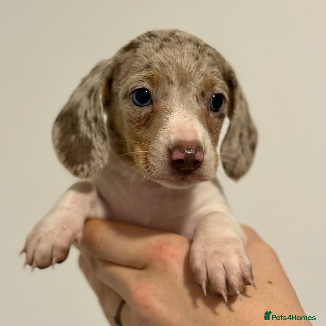 Miniature Dachshund dogs for sale: KC Registered Miniature Dachshund Puppies ❤️ - Advert 11