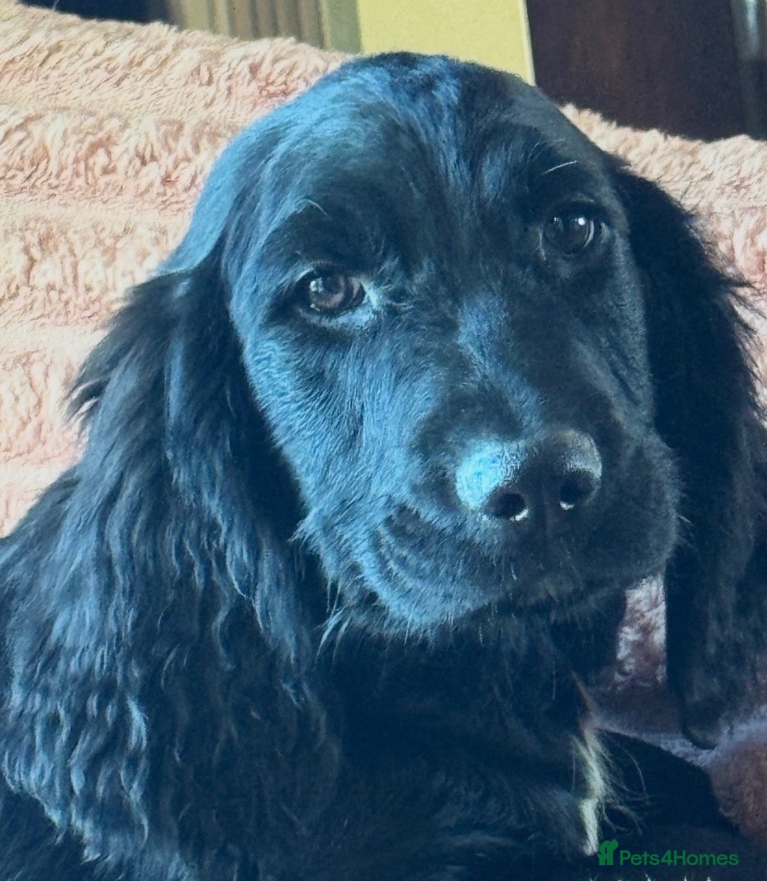 Sproodle dogs Smooth coated f1 Sproodles fully vaccinated - Advert 2