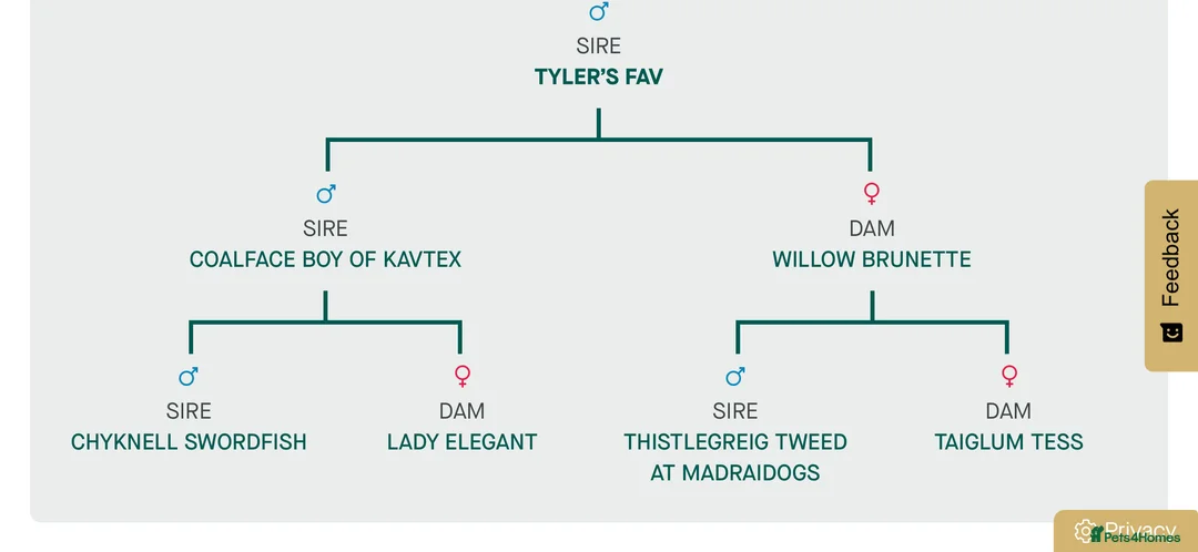 Cocker Spaniel dogs for stud: Tweed ready for Stud - Advert 8