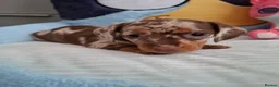 Miniature Dachshund dogs for sale: Miniature Dachshund  - Advert 4