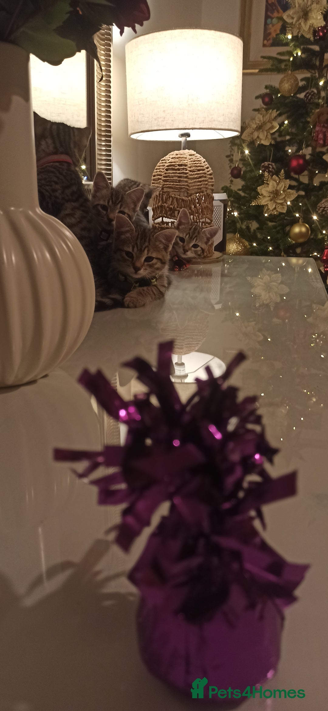 Mixed Breed cats for sale: Adorable kittens in London(SE18)😻❤️😻 - Advert 7