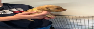 Cockapoo 2