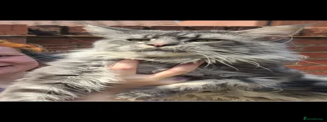 Mr Whisker (Sir Toddlington)