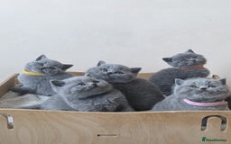 British Shorthair cats for sale: Amazing British shorthair blue kittens in Ware - Image 7