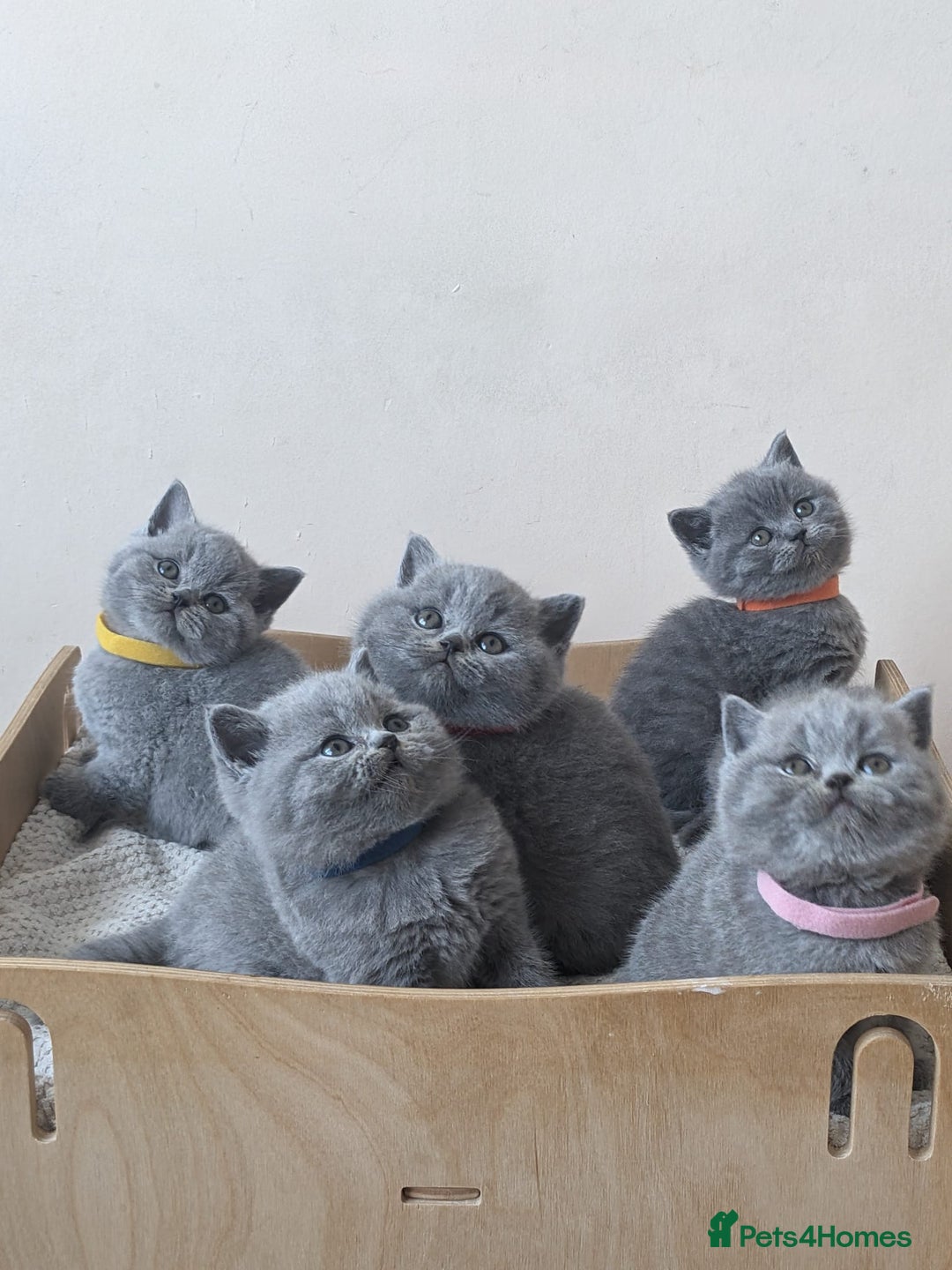 British Shorthair cats for sale: Amazing British shorthair blue kittens in Ware - Image 7
