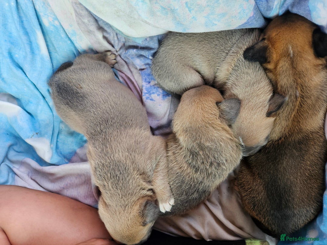 Mixed Breed dogs for sale: Belgian malinois/ border collie  - Image 5