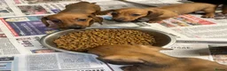 Miniature Dachshund dogs for sale: Stunning miniature dachshund puppies ready now  - Advert 3
