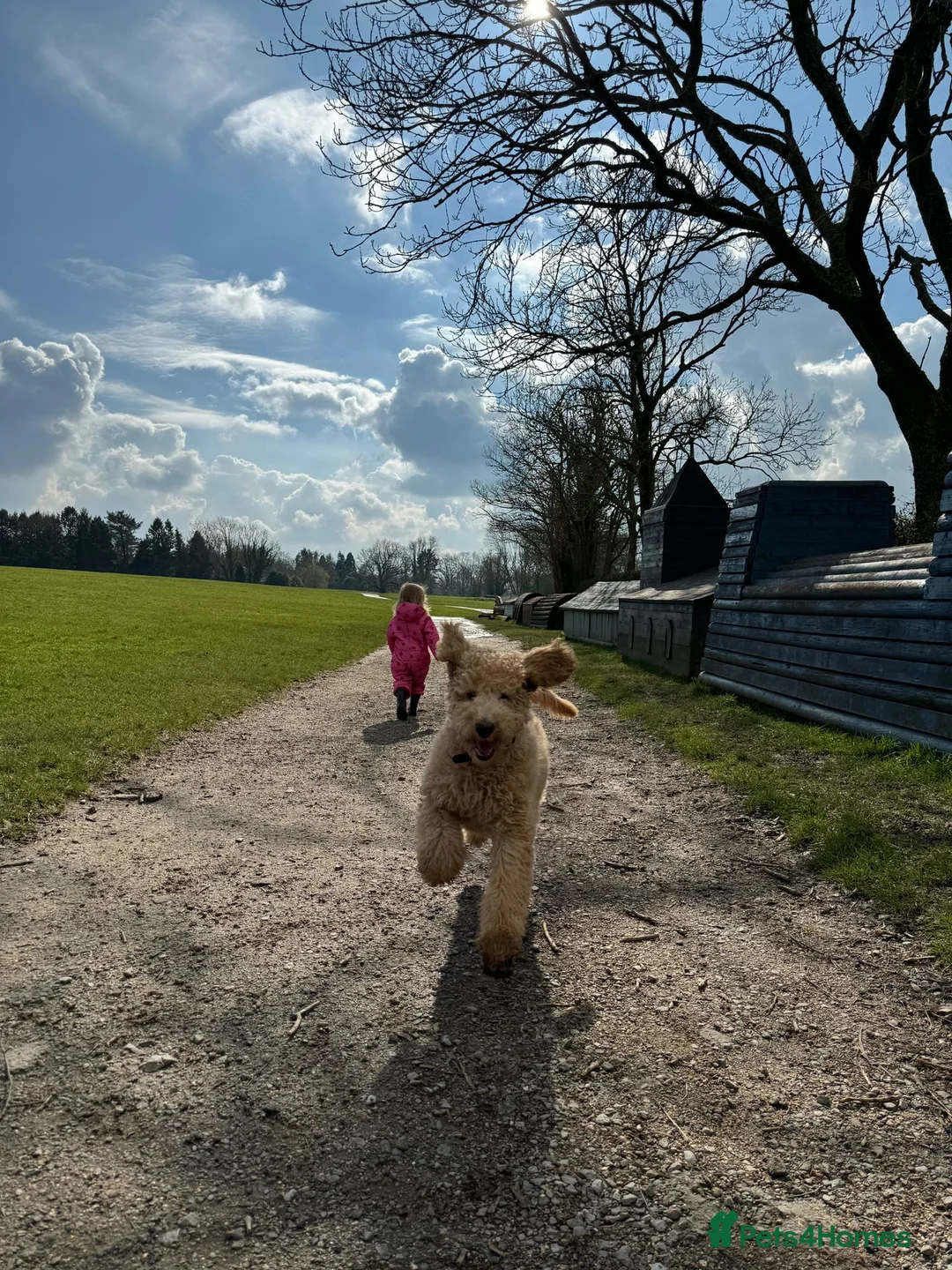 Goldendoodle dogs for stud: Cooper - Proven stud in Haywards Heath - Advert 6