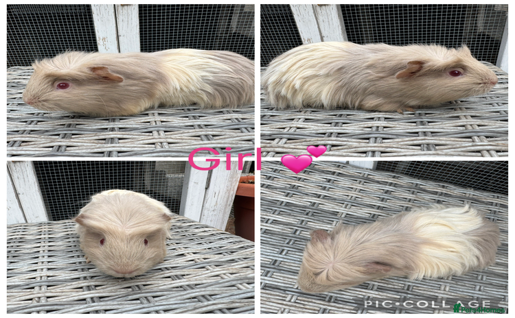 Guinea Pig rodents - Advert 16