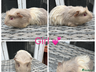 Guinea Pig rodents - Advert 14