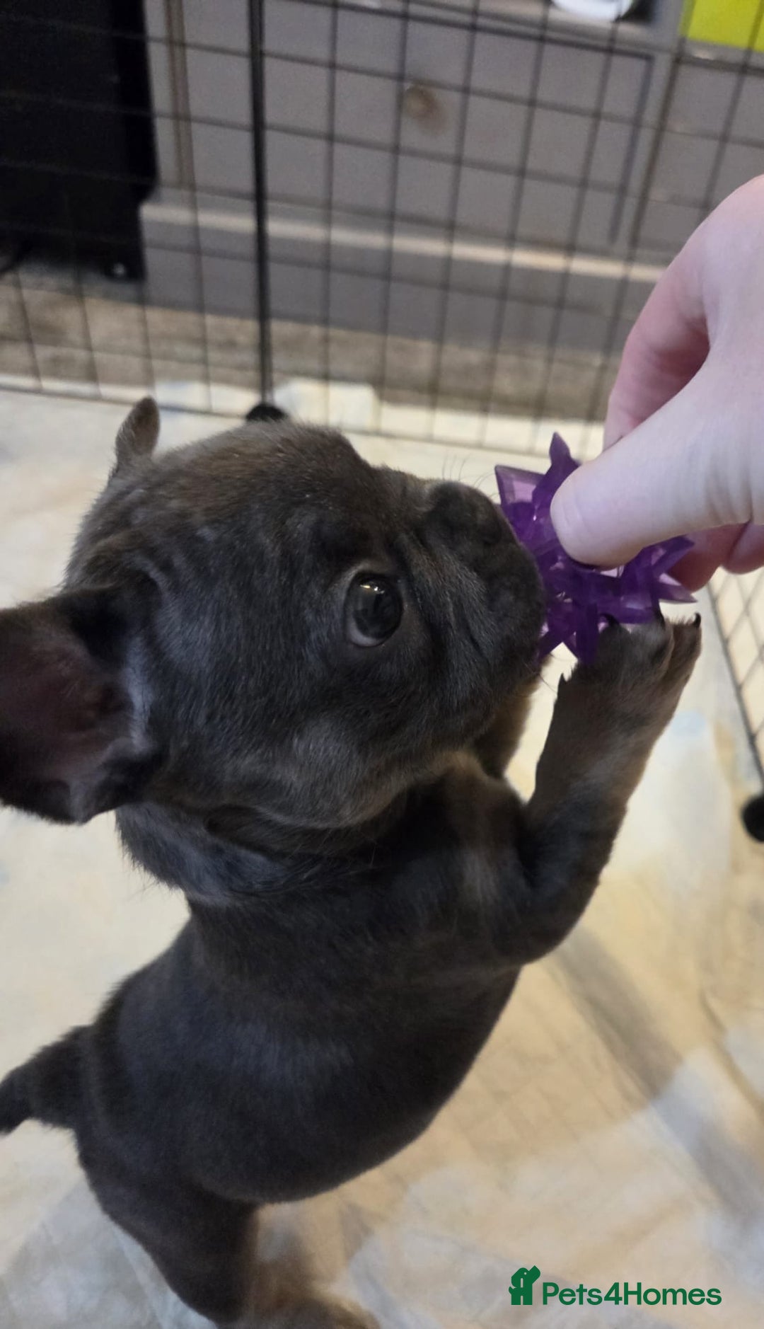 French Bulldog dogs for sale: 3x beautiful girl french bulldog puppies  - Advert 9