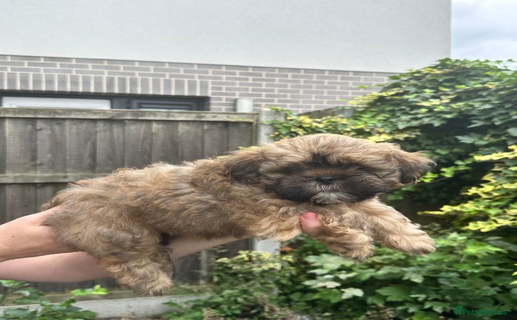Shihpoo dogs - Advert 1