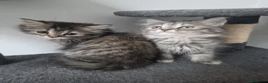 Siberian 6