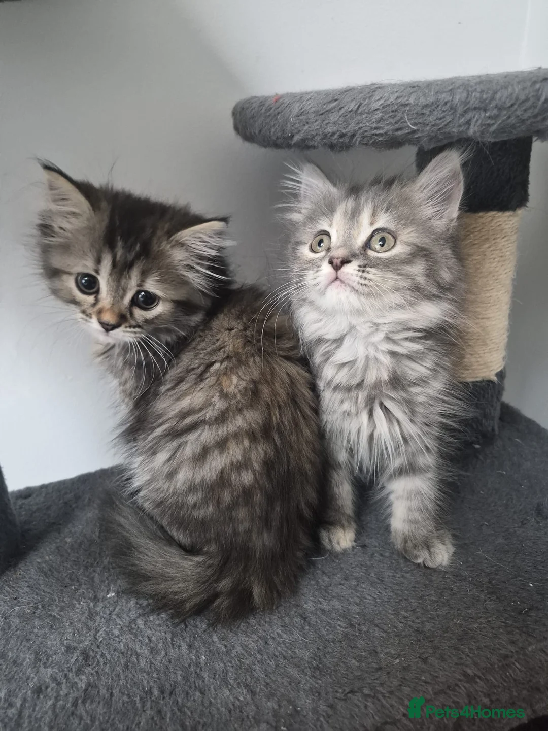 Siberian cats for sale: 7 hypoallergenic Siberian kittens  in London - Advert 2