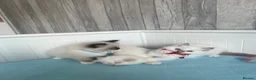 Ragdoll cats for sale: Pedigree Ragdoll kittens  - Advert 12