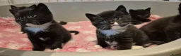 Mixed Breed cats for sale: British short hair cross  - Advert 8