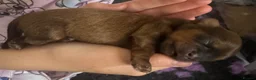 Shih Tzu dogs for sale: Shih Tzu pups - Advert 29