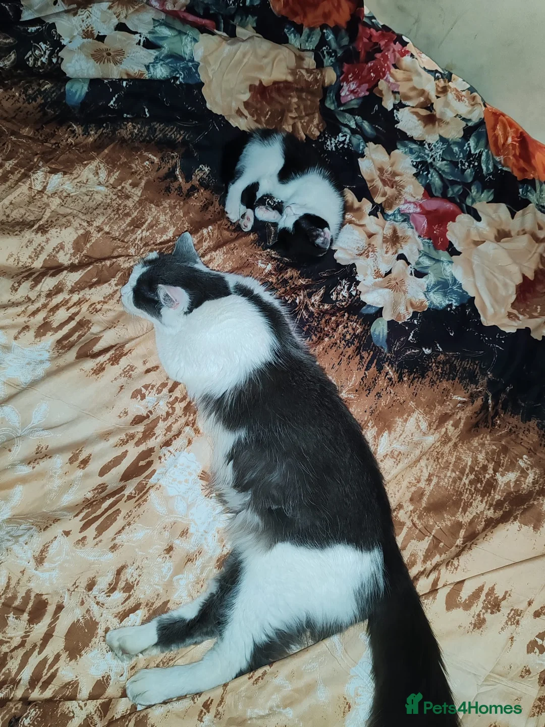 Mixed Breed cats for sale: Cuddly kitten ready for a new home  - Advert 2