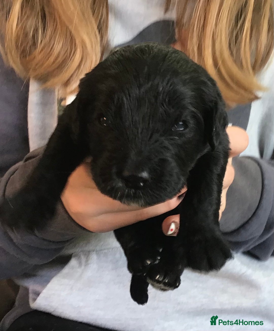 Bernedoodle dogs for sale: EXCEPTIONAL MINI BERNADOODLE PUPS. - Advert 10