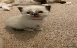Ragdoll cats for sale: 6 ragdoll kittens  - Image 15