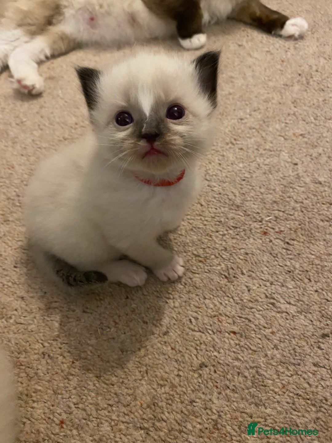 Ragdoll cats for sale: 6 ragdoll kittens  - Image 15