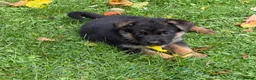 German Shepherd dogs for sale: Super 6 month old black/gold female - Advert 4