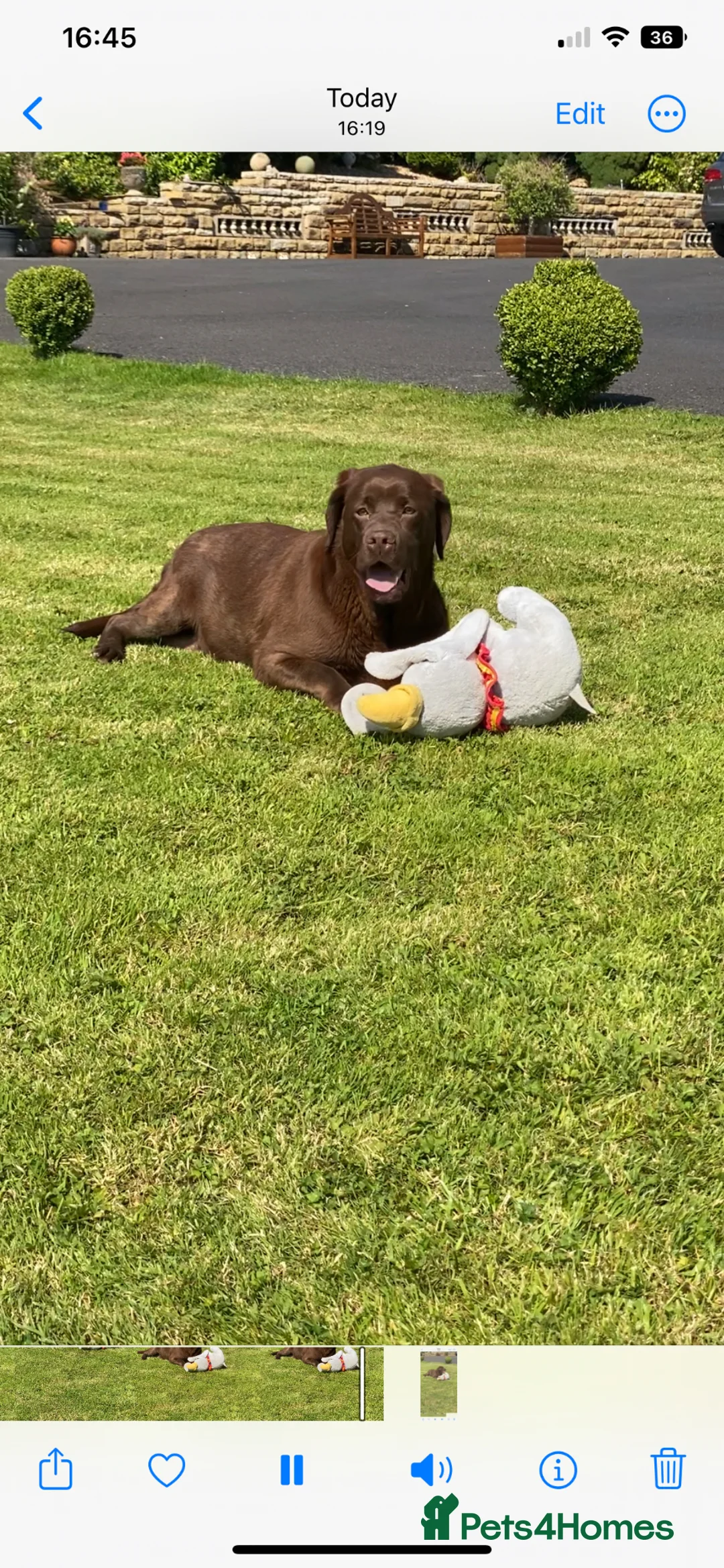 Labrador Retriever dogs for sale: Quality Chocolate Labrador Puppies, Ready 5 May in Preston - Advert 9