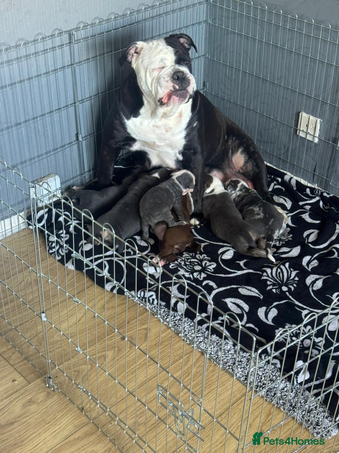 Olde English Bulldogge dogs for sale: English bulldogs  - Image 16