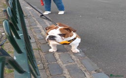 English Bulldog dogs for stud: Handsome Winston KC REG For Stud Duties - Image 3